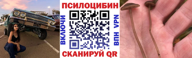 Купить закладки  Слободской  Псилоцибиновые грибы GOLDEN TEACHER 